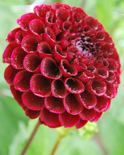 Dahlia Auroras Kiss - Dalii deosebite tuberculi bulbi