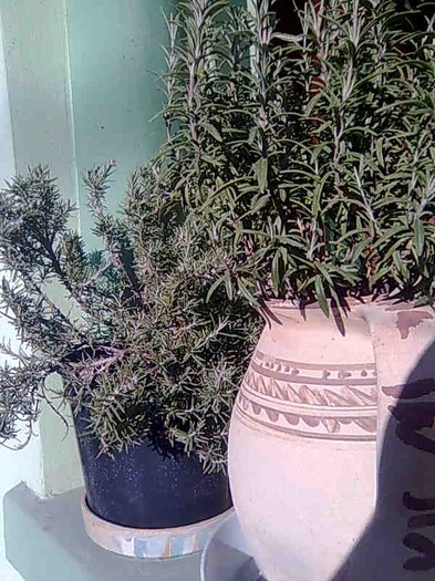 Rozmarin in ianuarie - plante aromatice