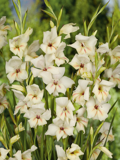 Gladiolus nanus Halley