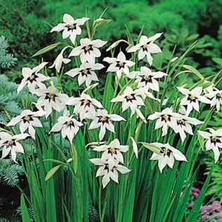 Gladiolus callianthus