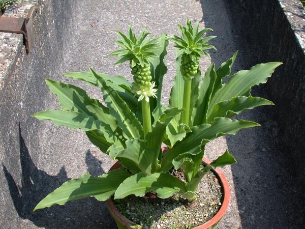 Eucomis autumnalis