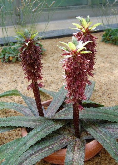 Eucomis Vandermerwei