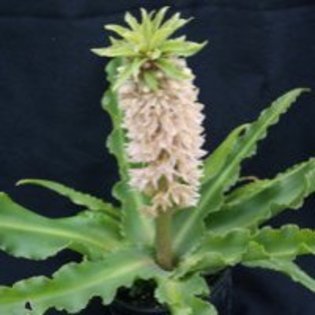 Eucomis zambesiaca Baby Pearl