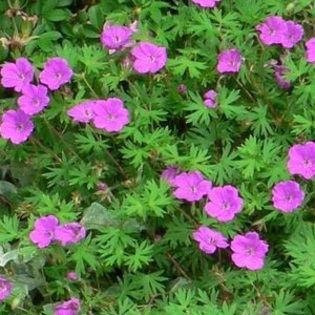 Geranium  ‘Canon Miles’