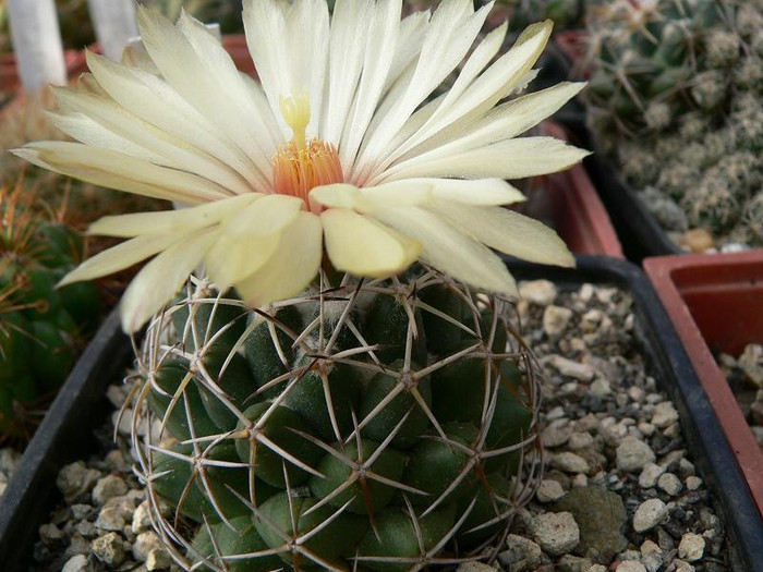 coryphantha_maiz-tablasensis - Monica Calugarul