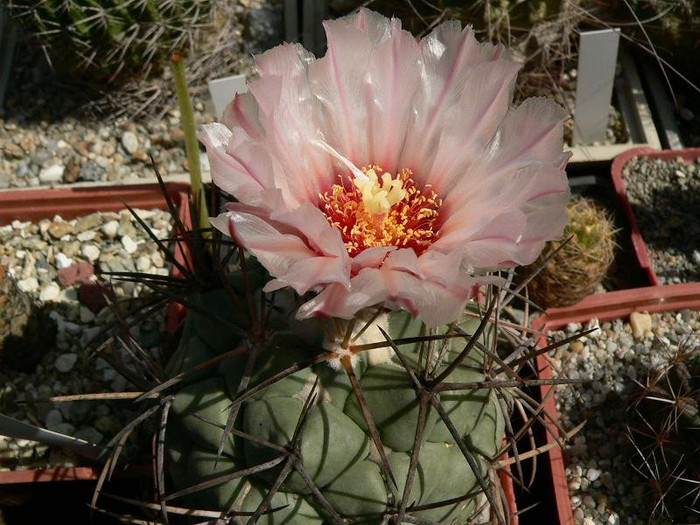 coryphantha_poselgeriana_v.valida - Monica Calugarul