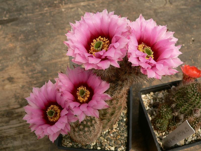 echinocereus_fitchii_1 - Monica Calugarul