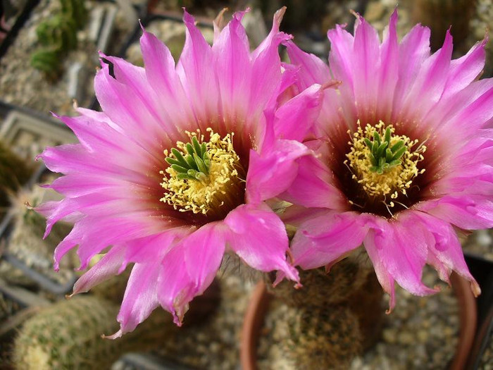 echinocereus_reichenbachii_ssp.perbellus_flM - Monica Calugarul