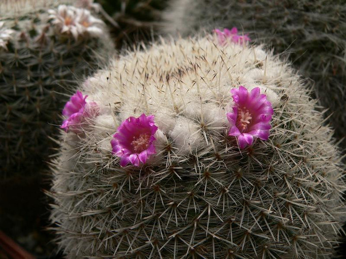 mammillaria_cadereytensis