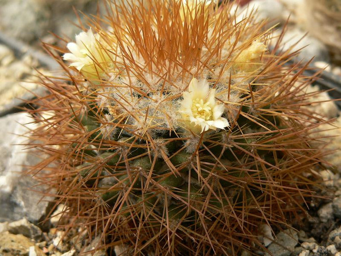 mammillaria_nivosa