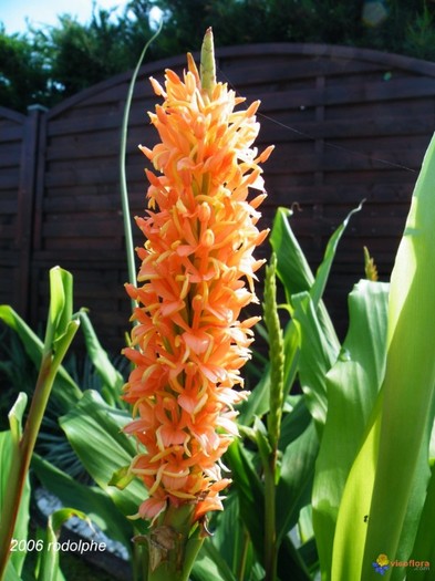 Hedychium densiflorum