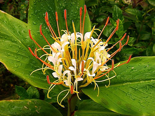 Hedychium ellipticum