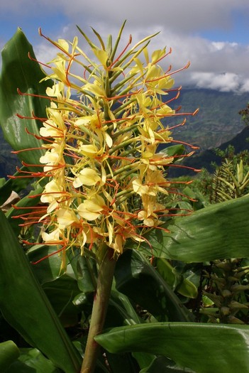 Hedychium gardnerianum