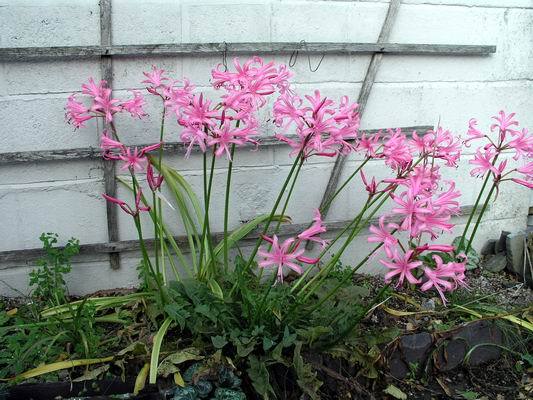 Nerine bowdenii 2