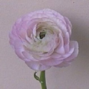 Ranunculus asiaticus Aviv pink