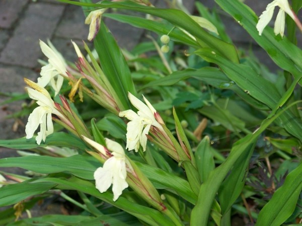 Roscoea  beesiana