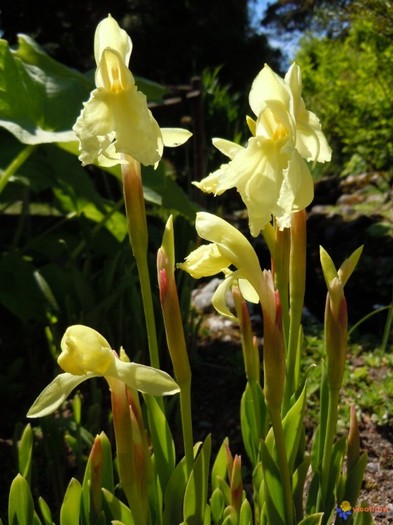 INDISPONIBIL Roscoea cautleoides