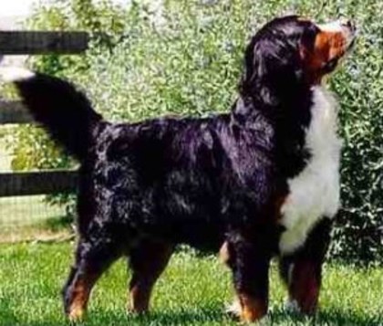 bernese mountain dog