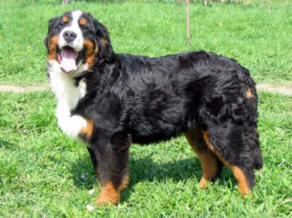 bernese_mountain_dog