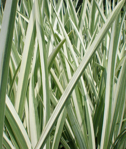 Iris ensata variegata