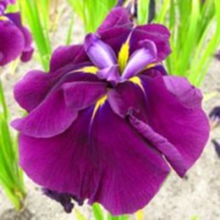 Iris ensata Caprian Chimes