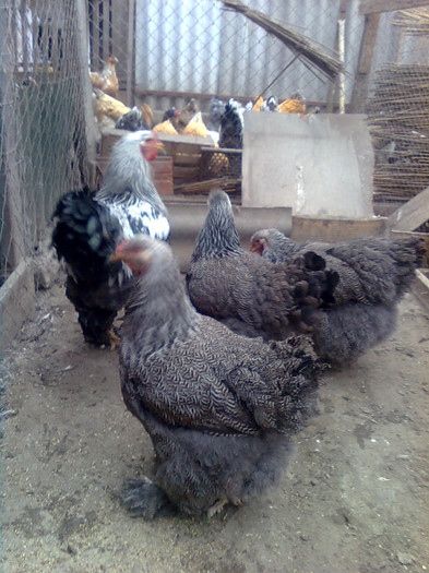 056 - 8Brahma Herminat Inchis