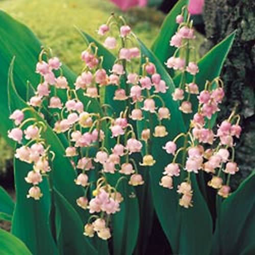 Convallaria majalis Rosea