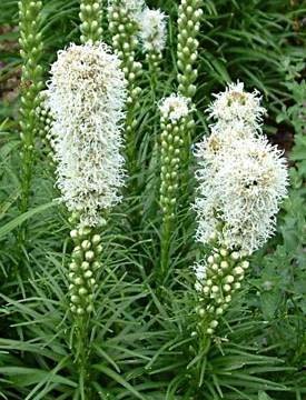 Liatris spicata alba