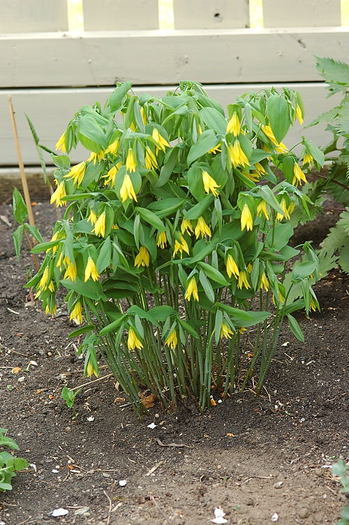 Uvularia grandiflora