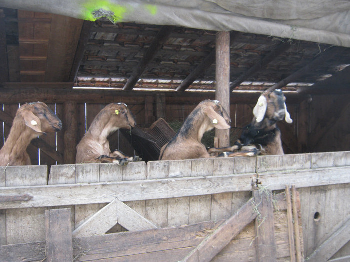 capre anglo nubiene-Pruler - capre anglo nubiene fam Pruler