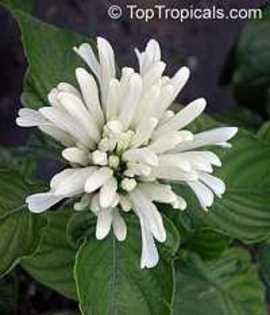 justicia carnea alba