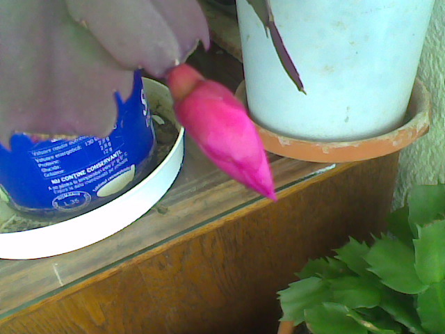 bobocelul a crescut 7.02.2012 - schlumbergera 2011_2012