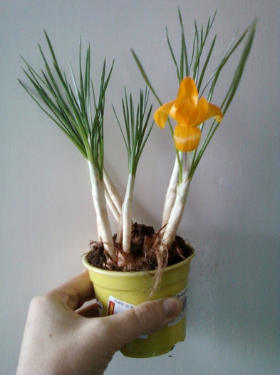 crocus galben- pt norocel... - achizitii noi