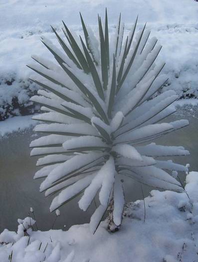 Yucca aloifolia -18grade C