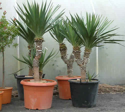 Yucca gloriosa -25 gr C