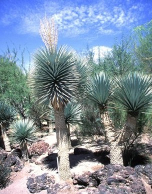 Yucca rigida -18 gr C