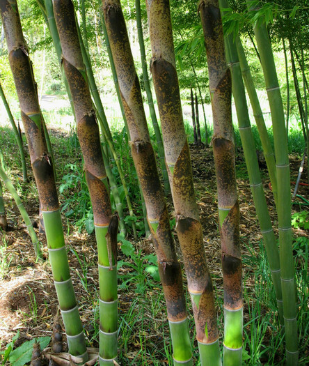 Phyllostachys decora -20 gr C