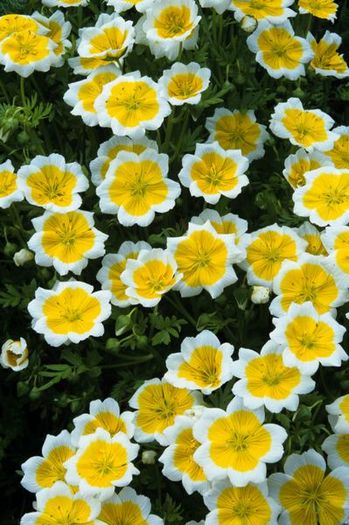 Limnanthes douglasii - a- copaci si plante diverse pt Romania