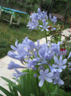 Agapanthus Africanus.