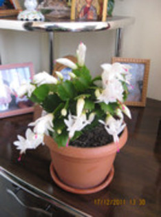 Schlumbergera truncata