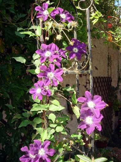 DSC01789 - CLEMATITE