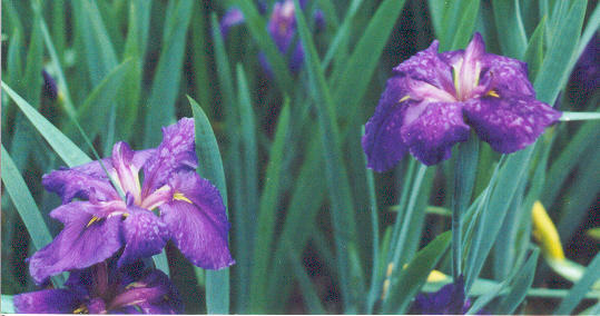 INDISPONIBIL Iris louisiana Teven - Iris louisiana rizomi bulbi
