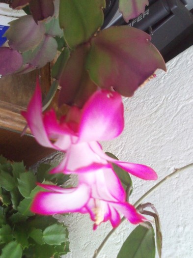 dar ... - schlumbergera 2011_2012