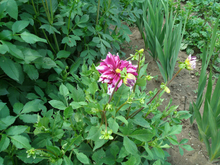 DSC01252 DAHLIA VARIABILIS, hib. - FLORI IN GRADINA MEA