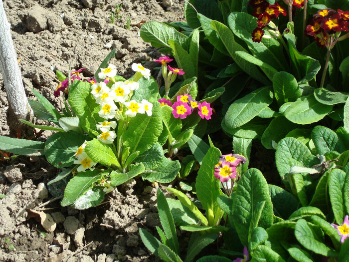 DSC00899 PRIMULA - FLORI IN GRADINA MEA