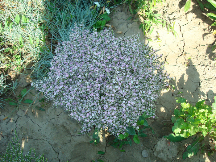 DSC01151 - FLORI IN GRADINA MEA