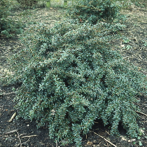 Berberis frikartii Telstar 15