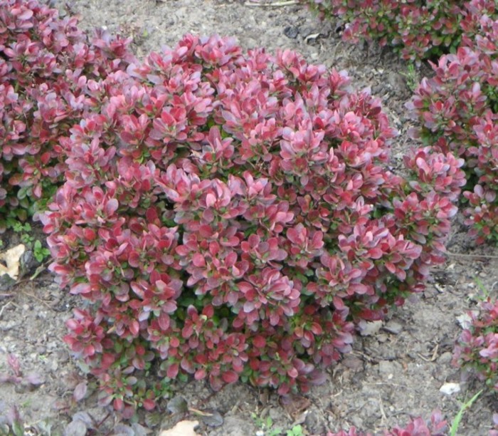 Berberis thunbergii Bagatelle 25