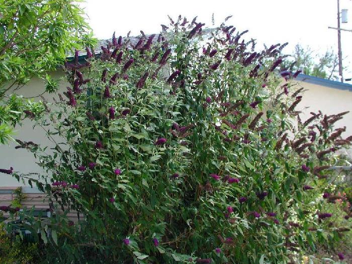 Buddleja davidii Black Knight 15