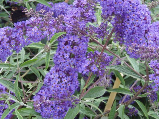 Buddleja davidii Nanho Blue 15